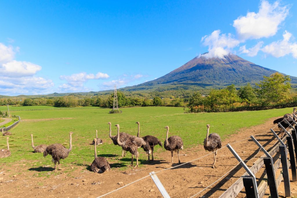 羊蹄山バックのダチョウ牧場