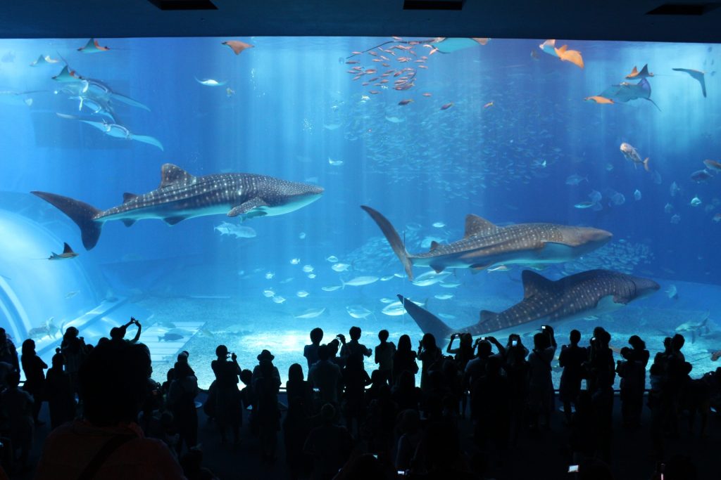 美ら海水族館