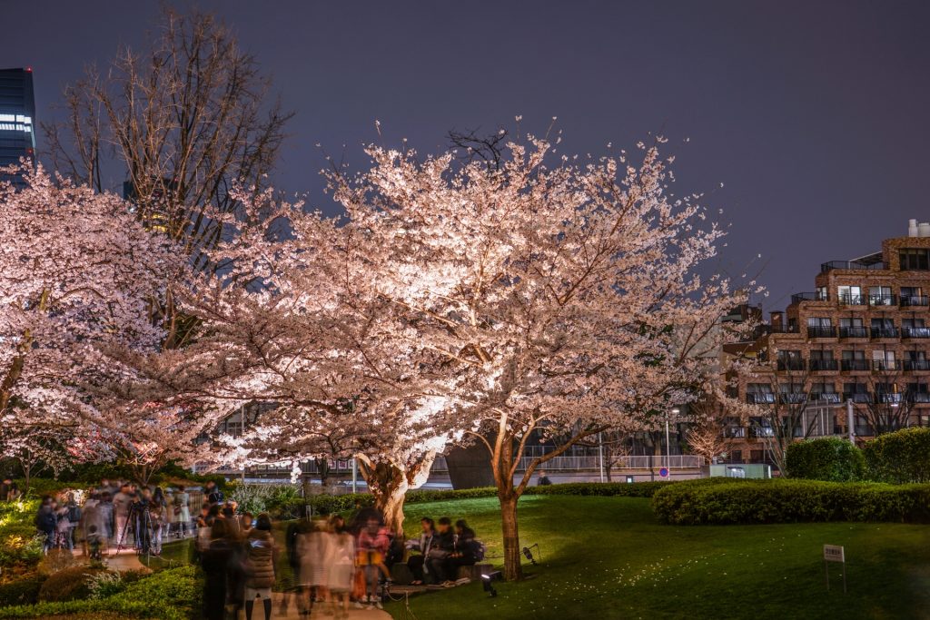 毛利庭園の夜桜