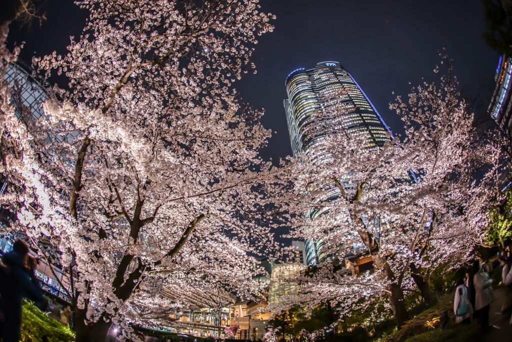 毛利庭園の夜桜と六本木ヒルズ