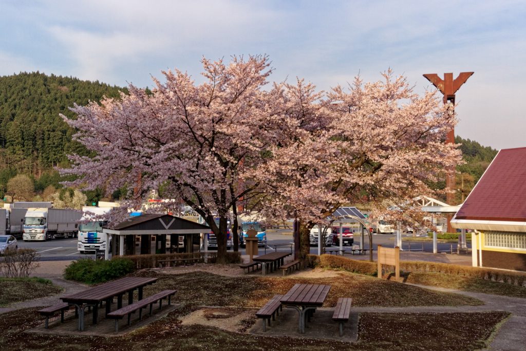 横川サービスエリアの桜