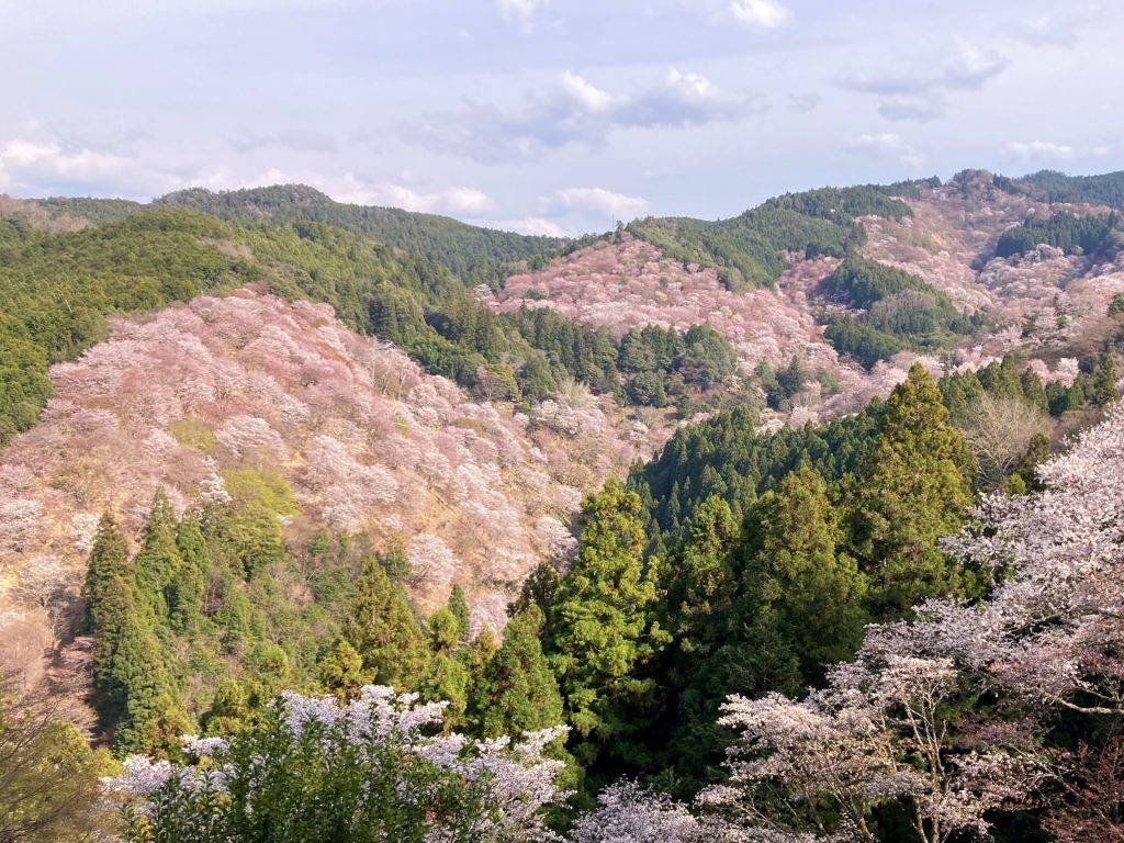 奈良吉野千本桜
