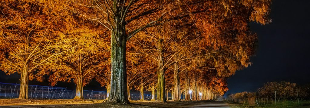 メタセコイア並木道