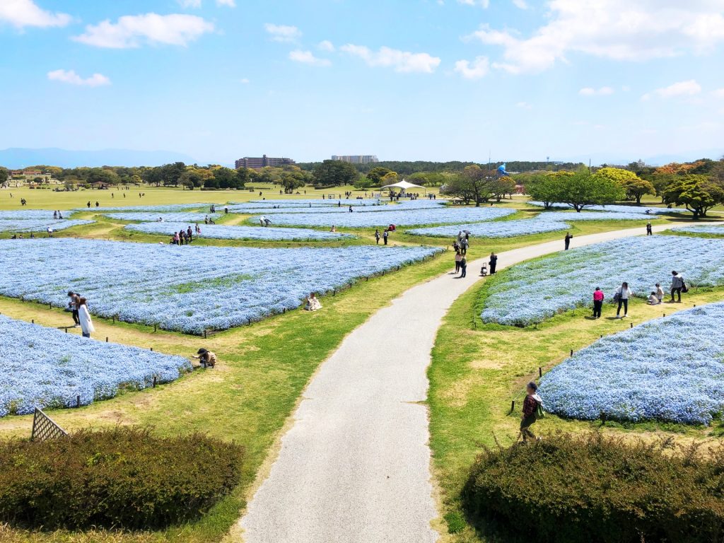 海の中道海浜公園のネモフィラ花畑