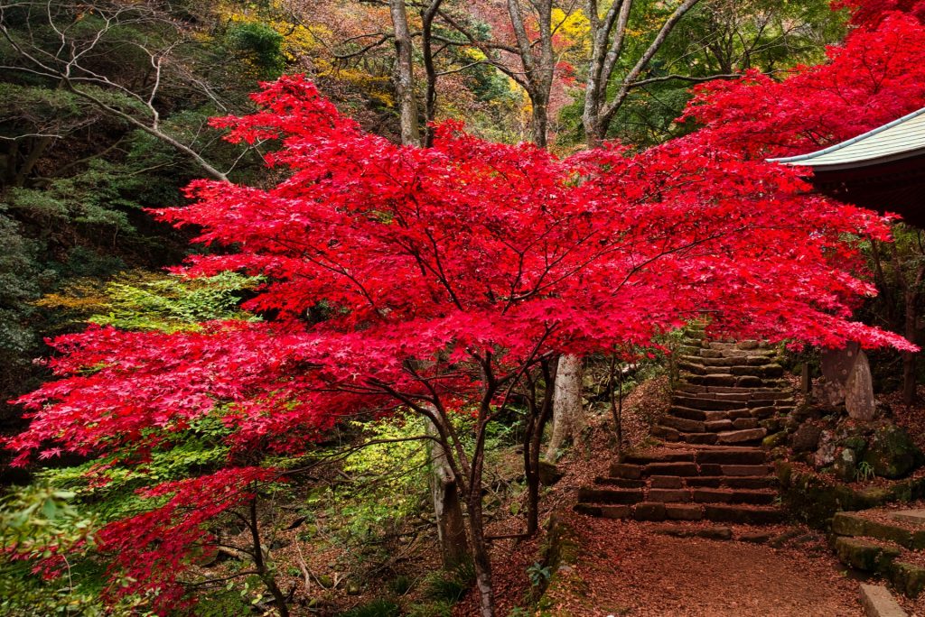 大山 紅葉に赤く染まる参道