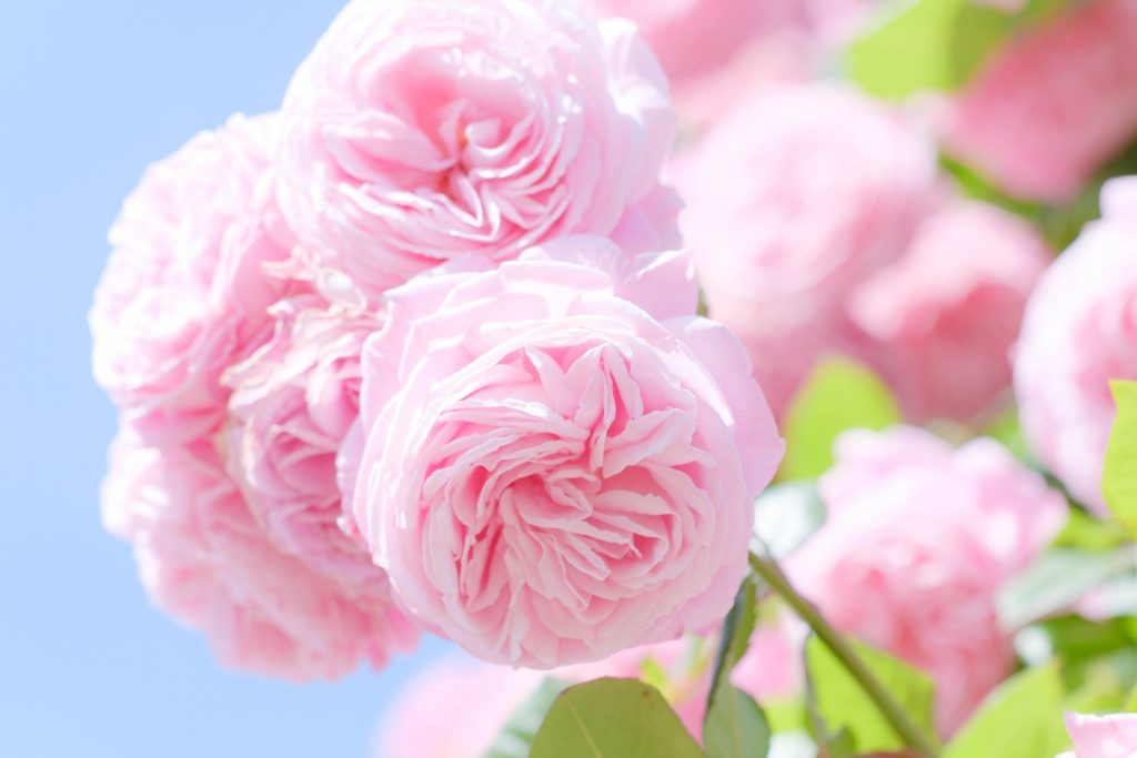 大きなピンクのバラ