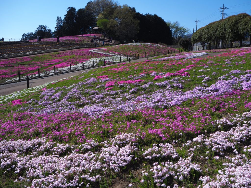 みさと芝桜公園
